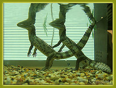 photo "We with Томарой go in pair..."