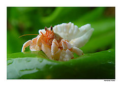 photo "Animal Vision IV"