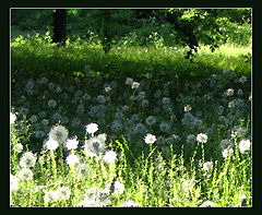 фото "iii"