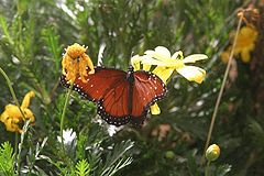 photo "Untitled photo"