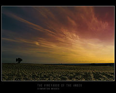 photo "The vineyards of the anger"