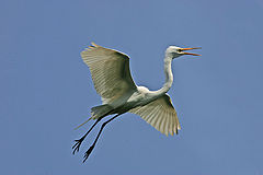 фото "squaking about nothing"