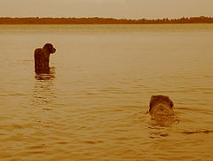 photo "two swimmers at sunset"