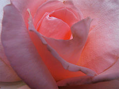 photo "Rose's Color"