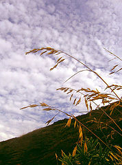 photo "***"