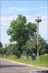 фото "Гнездо аистов"