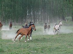 photo "Redhorses"
