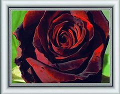 photo "Rose"Papa Meilland""