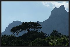 photo "blue mountain and pine"