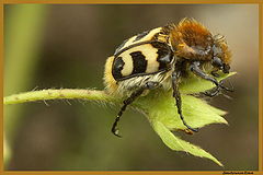 photo "Oh, I am afraid!"