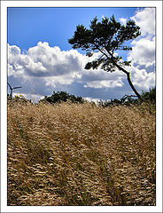 photo "...windy"