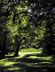 photo "Summertime"