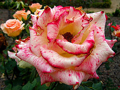 photo "***"