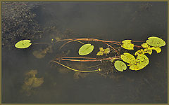 photo "Above and under water"