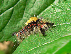 photo "caterpillar"