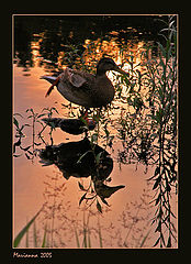 фото "DUCK"