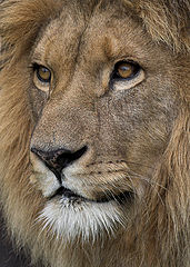 фото "King"