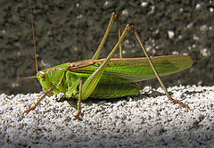 photo "Grasshopper"
