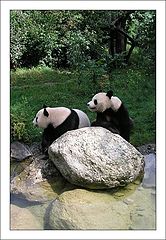 photo "Pandas"