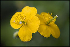 фото "близнецы"