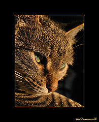 photo "Cat"