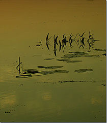 фото "* * *"