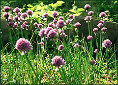 photo "Another summer day)))"