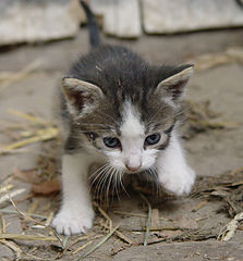 фото "котенок:)"