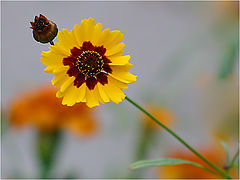 photo "Untitled photo"
