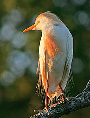 фото "cattle egret"