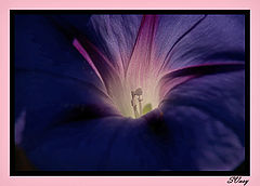 фото "*"