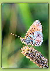 photo "The butterfly"