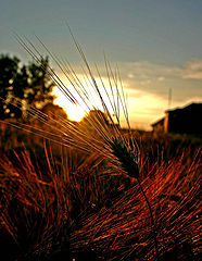 photo "Soon harvest time"