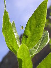 фото "spider and curculionid"