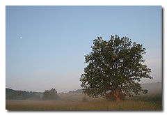 photo "tuman"