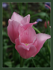 photo "Tenderness"