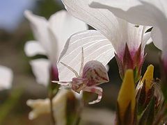 фото "Mimic Pink"