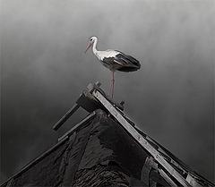 photo "Stork on a roof"