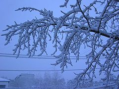 photo "Morning"