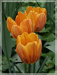 photo "Trio"