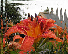photo "Octopus"