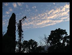 photo "evening sky"