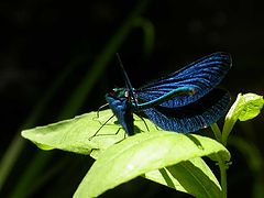 фото "Blue Dragonfly"
