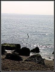 фото "Beach"