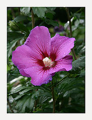 photo "After rain"