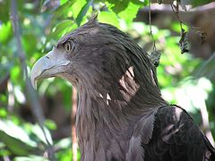 photo "Wisdom"