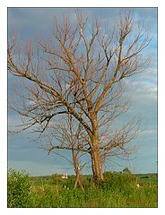 photo "Tree"