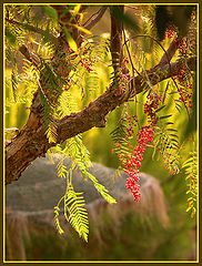 фото "Late of summer"
