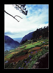 photo "Madeirian Landscape"