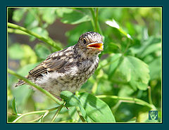 photo "Yellow-beaked"